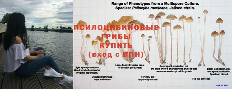 где купить наркоту  Красный Сулин  Псилоцибиновые грибы прущие грибы 